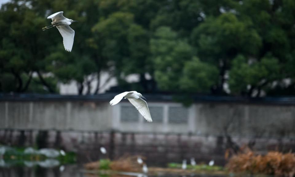 白鹭栖息 生态如画