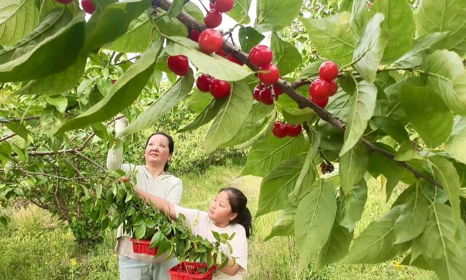 梁弄樱桃开摘啦