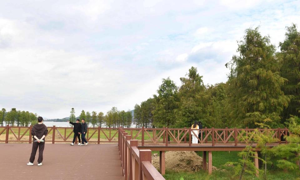 金秋四明湖 池杉林醉游人