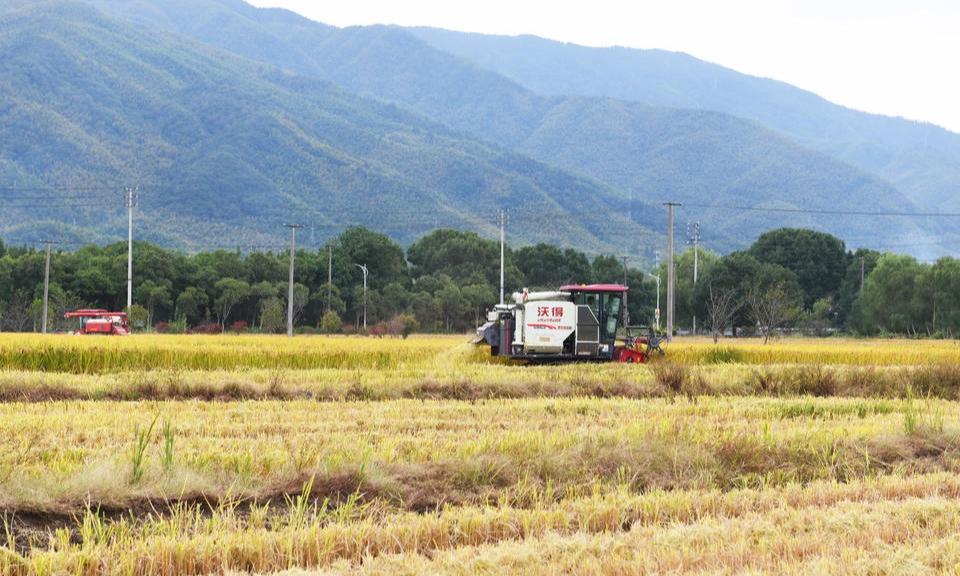 单季稻收割忙