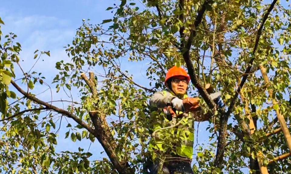 修剪树枝保电网安全