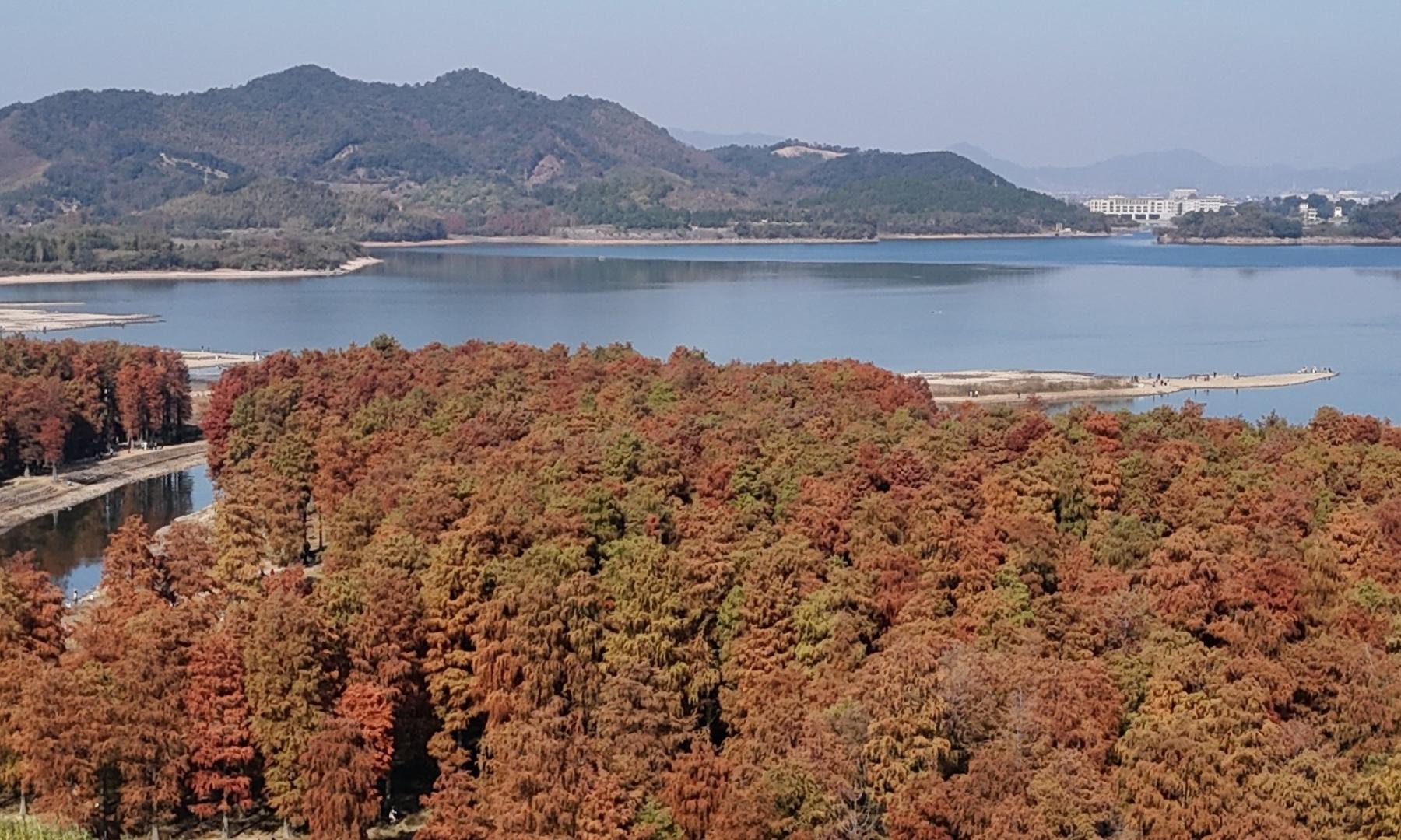大雪节气 催红池杉林