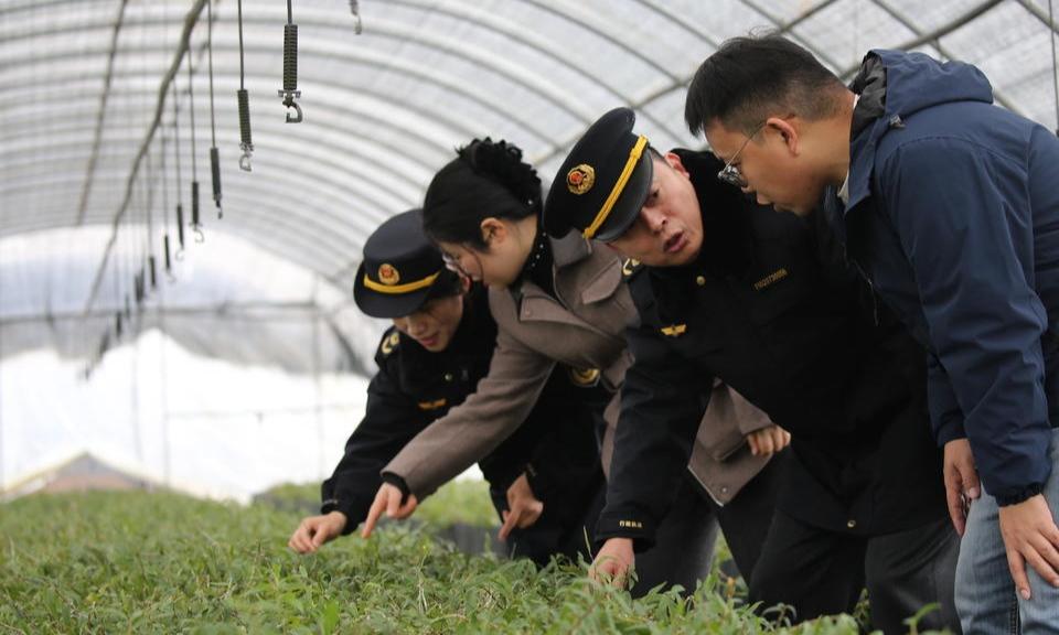 “市监蓝”牵线“石斛入糕”助增收