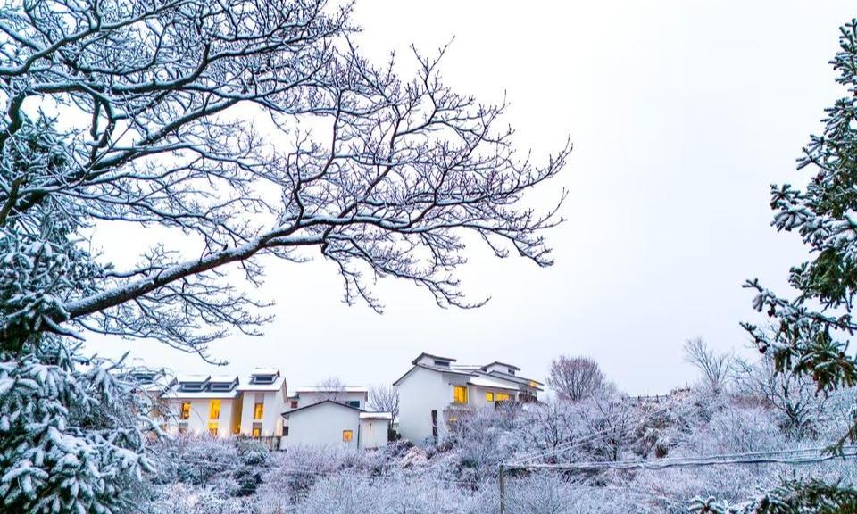 柿林村雪景：琼枝玉叶间，邂逅冬日童话
