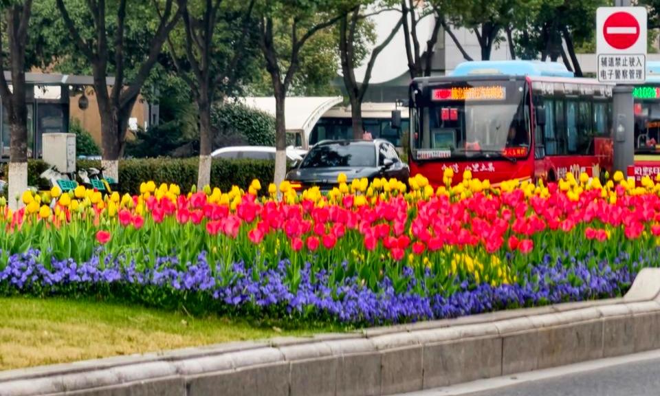 春满姚城！南雷路近两万株郁金香点亮迎宾大道
