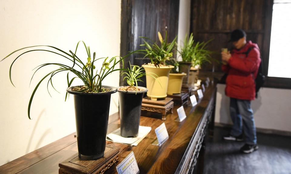 百余盆春兰精品！这场兰花展不容错过