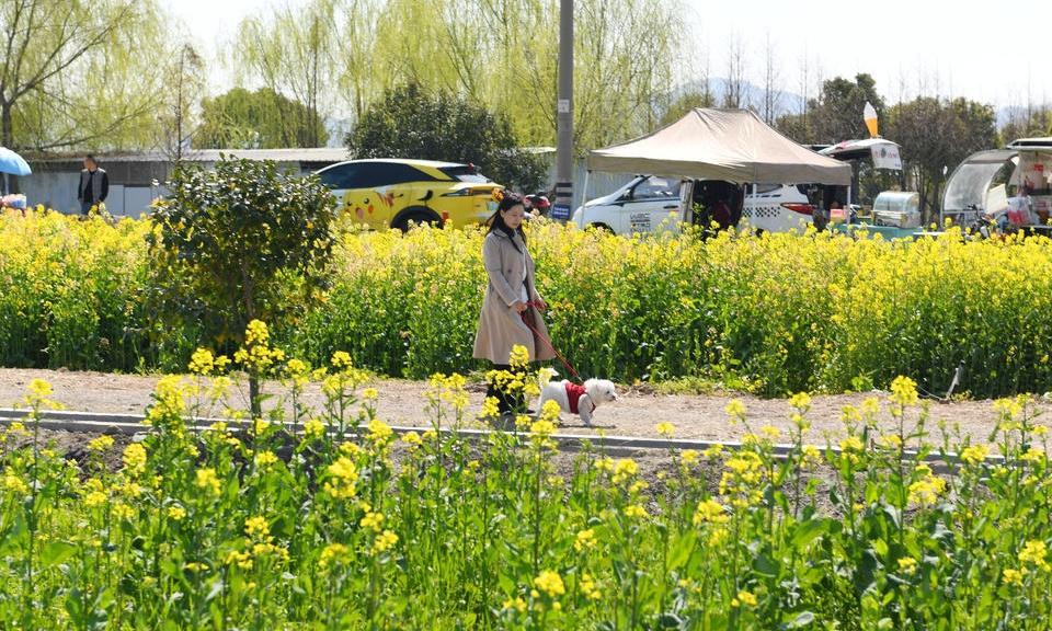 油菜花海醉游人