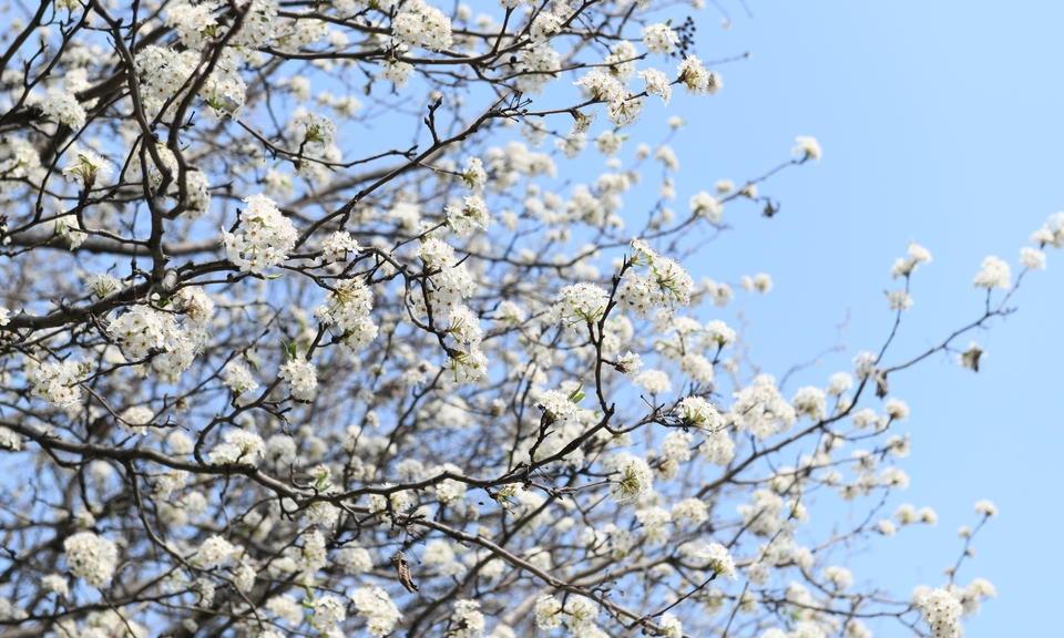 豆梨花开春意浓