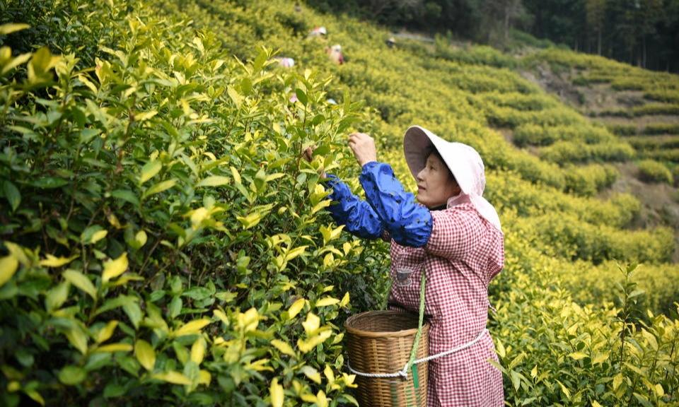 明前“黄金”采撷忙