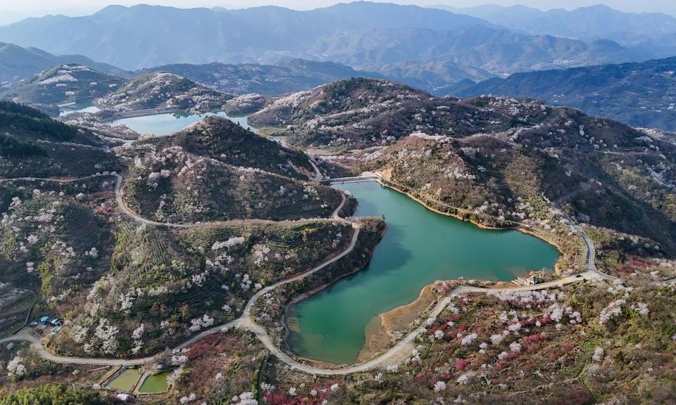 实拍！四明山这片樱花秘境太治愈