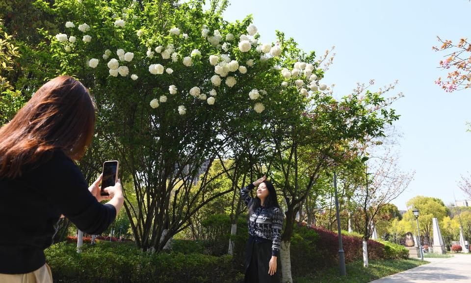 春日好去处！望湖公园花开正盛