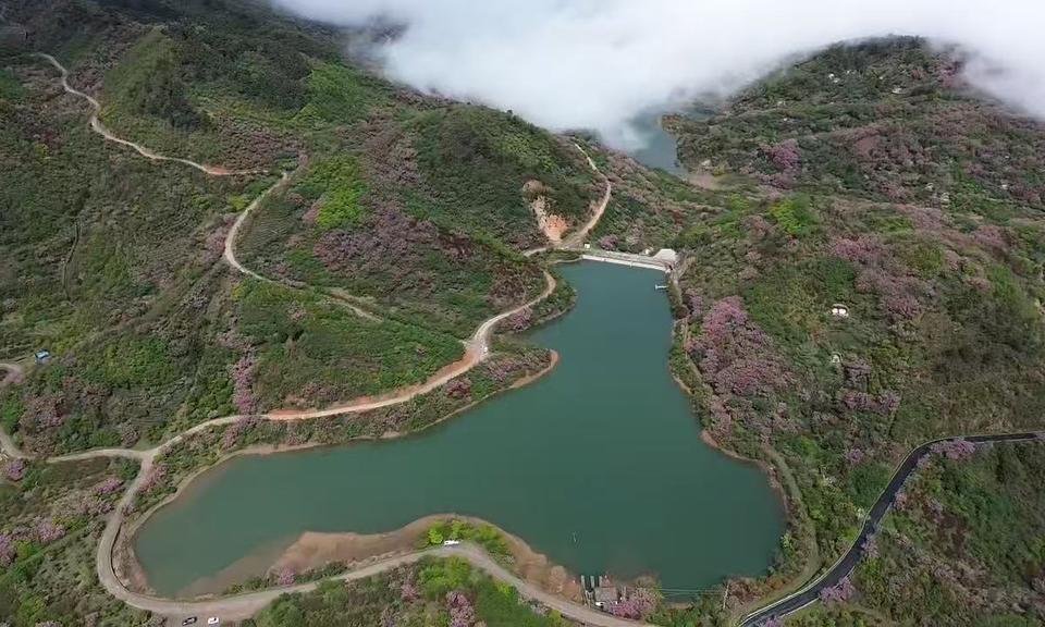 粉樱映湖绘春景