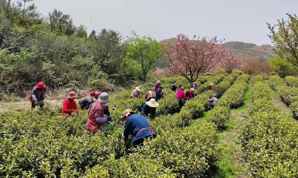 樱花映春色 白茶采新时