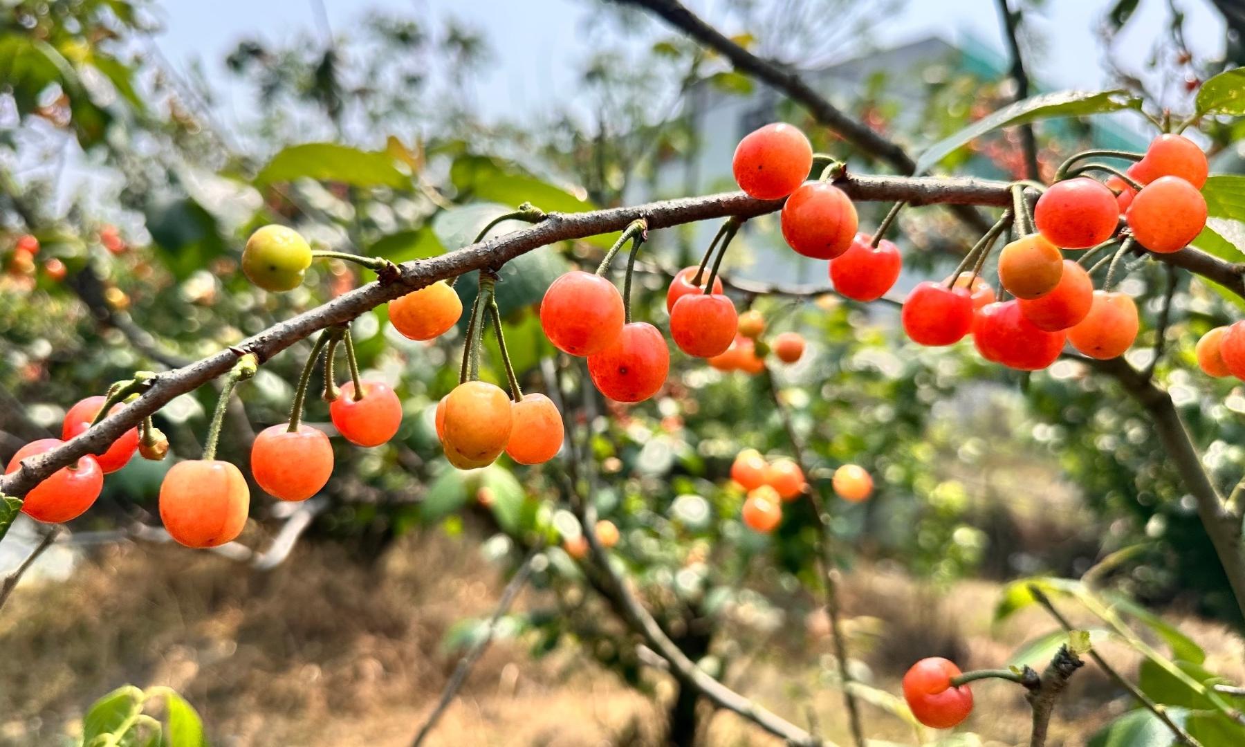 甜蜜来袭！梁弄早熟樱桃进入采摘季