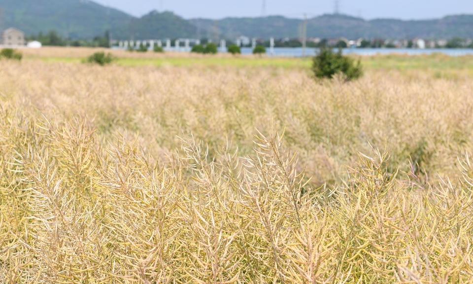 油菜丰收