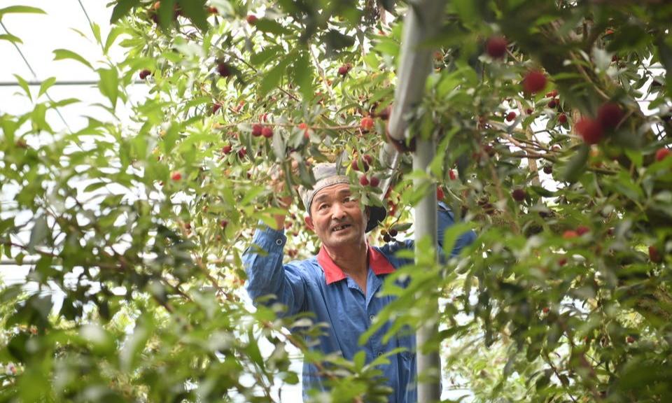 丈亭大棚杨梅甜蜜开采