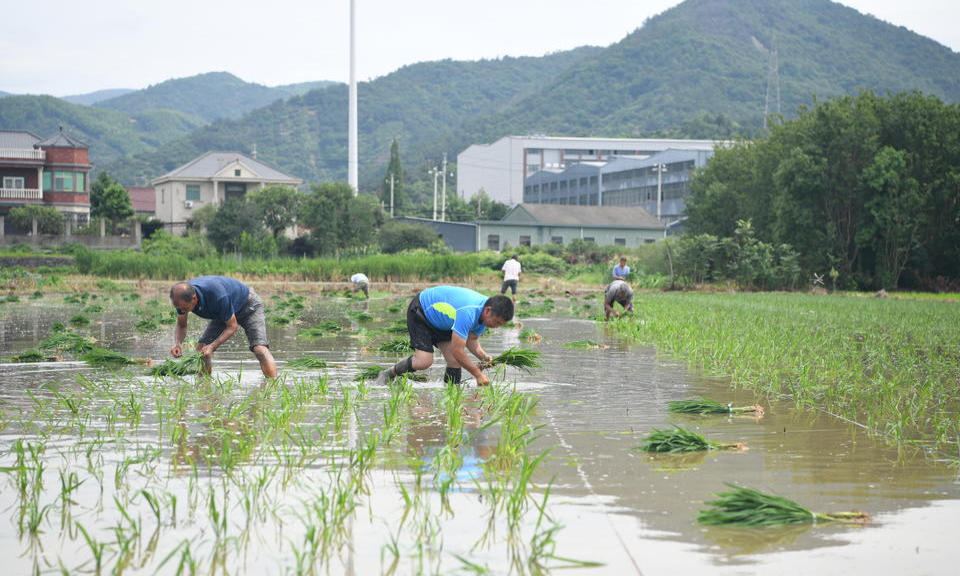 夏种插秧忙