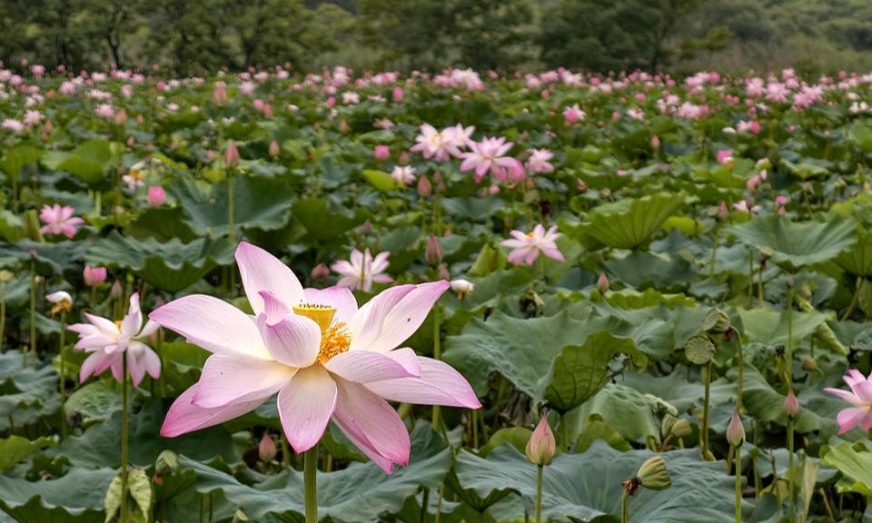 “荷”你有约！臧墅湖300亩野生荷花盛放