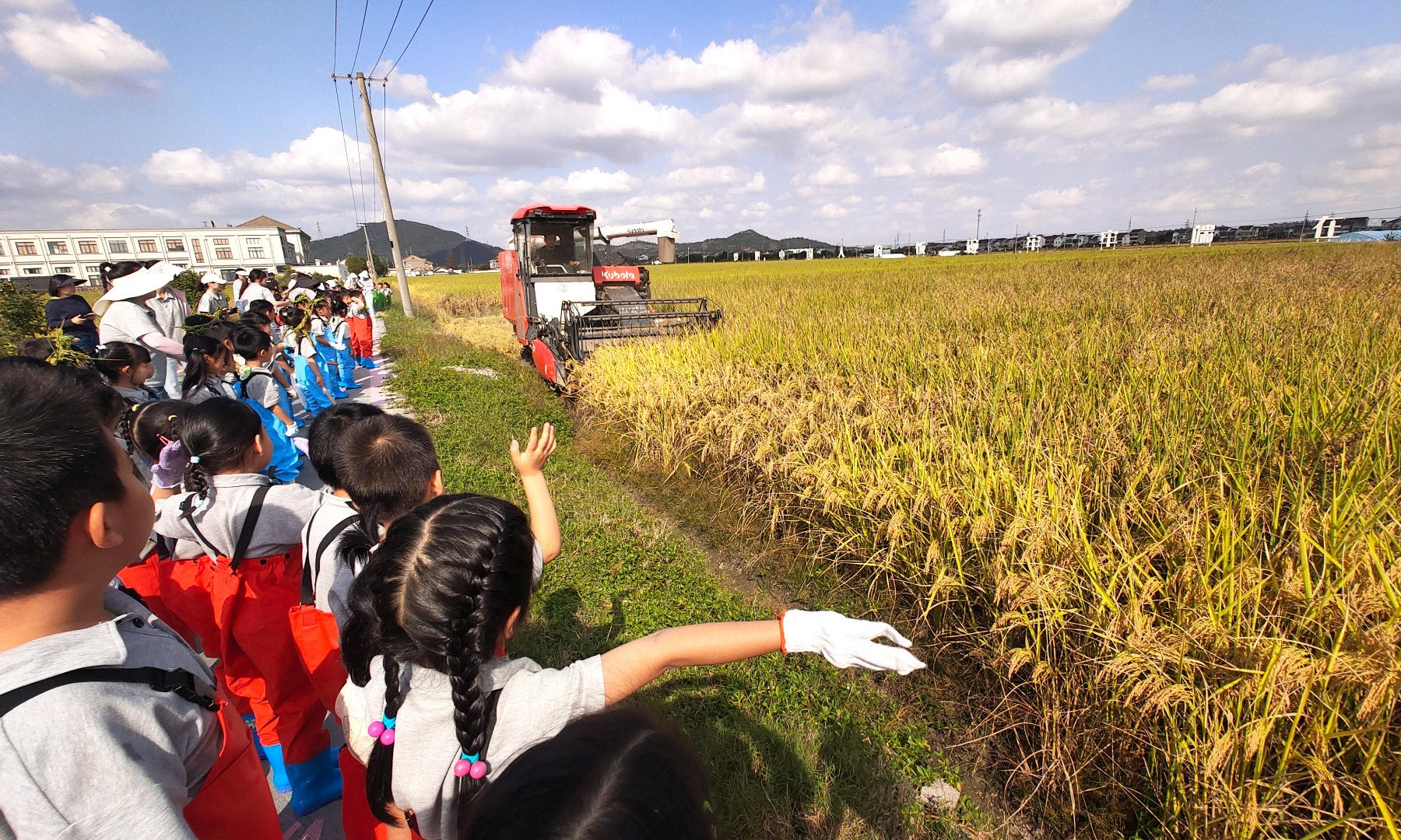 稻香里的劳动课！120余名孩子把课堂搬进稻田